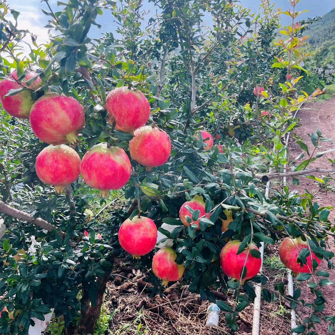 万邦晓明精品四季果业