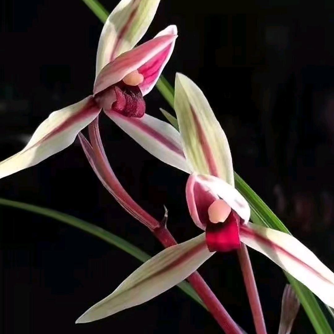 锦艺堂