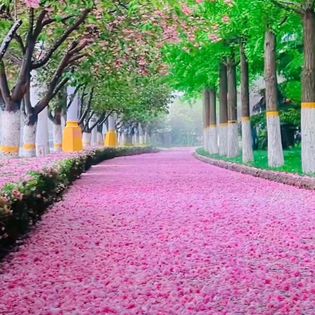 社会这么乱 装纯给谁看