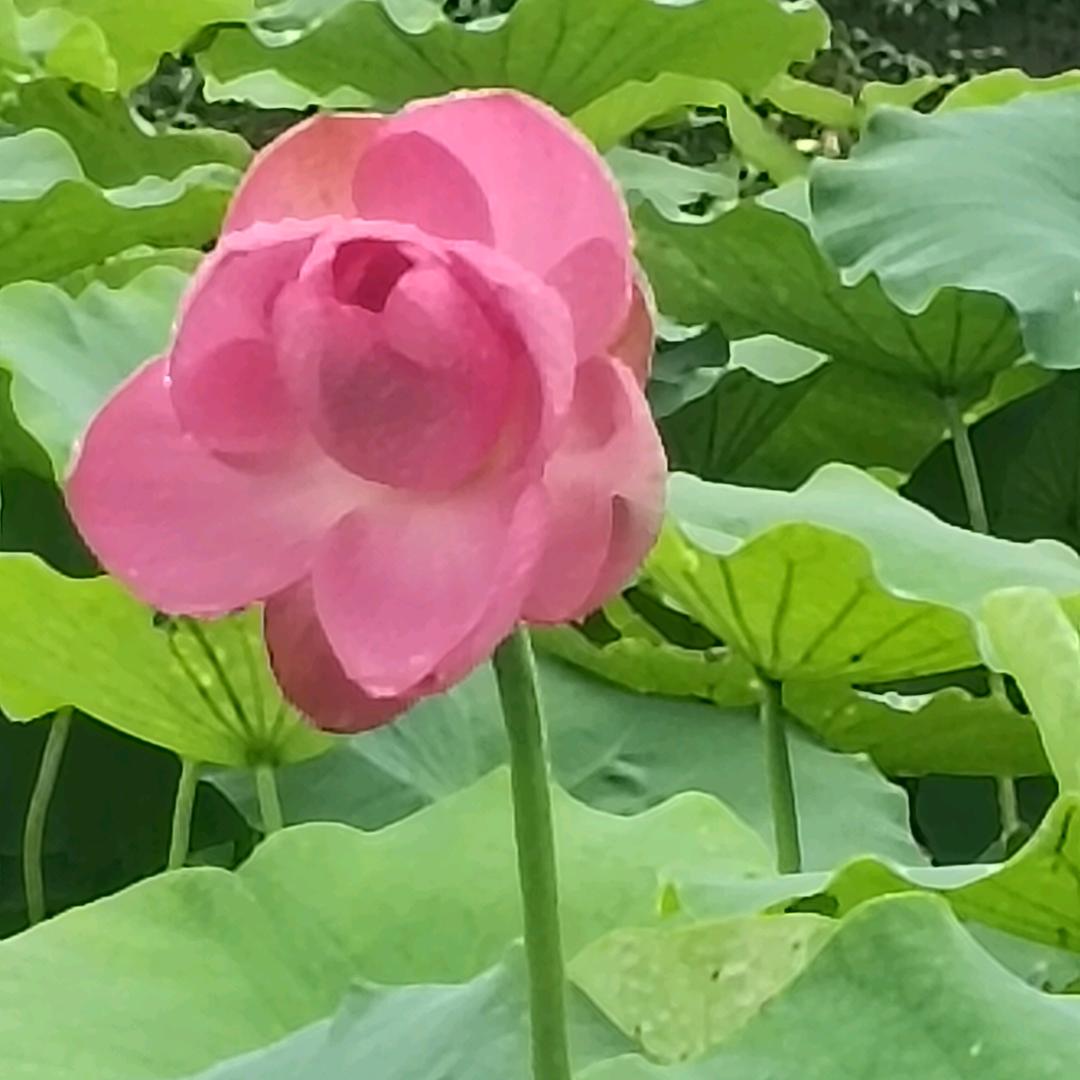 💝描🌿妳🌹芳🍓颜💞