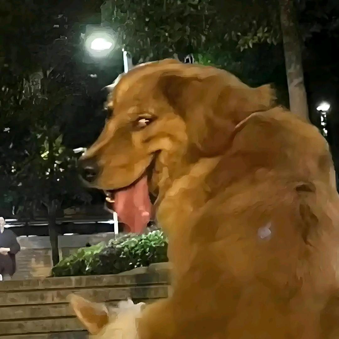 咖喱小狗
