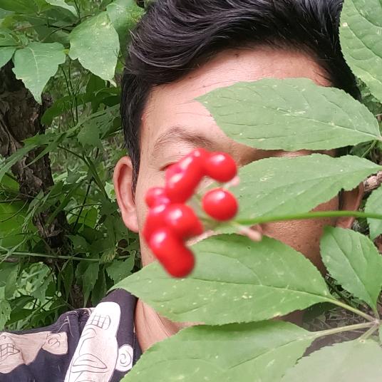 长白山（阿伟寻参记）