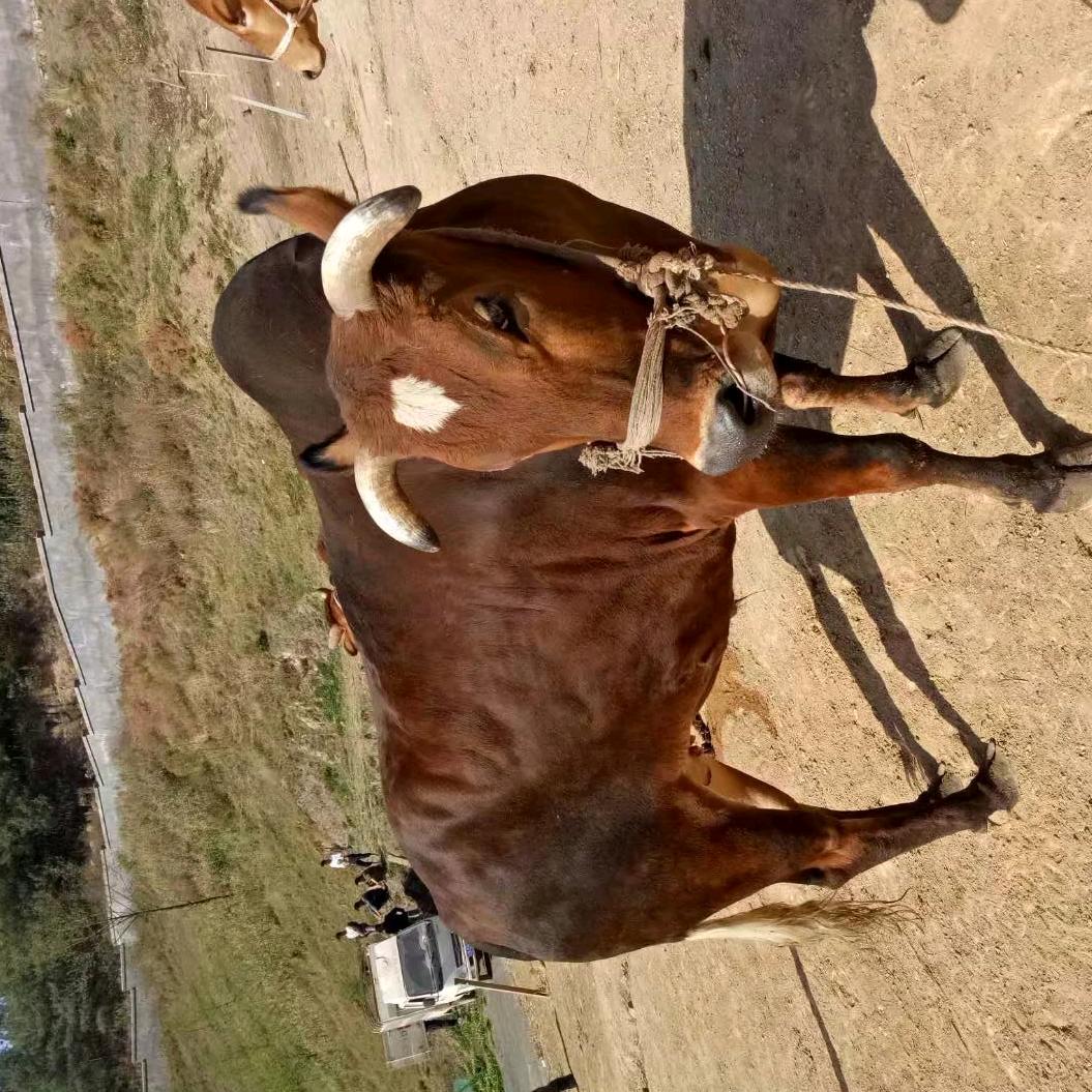 会泽上村 ☞山里人牛肉馆