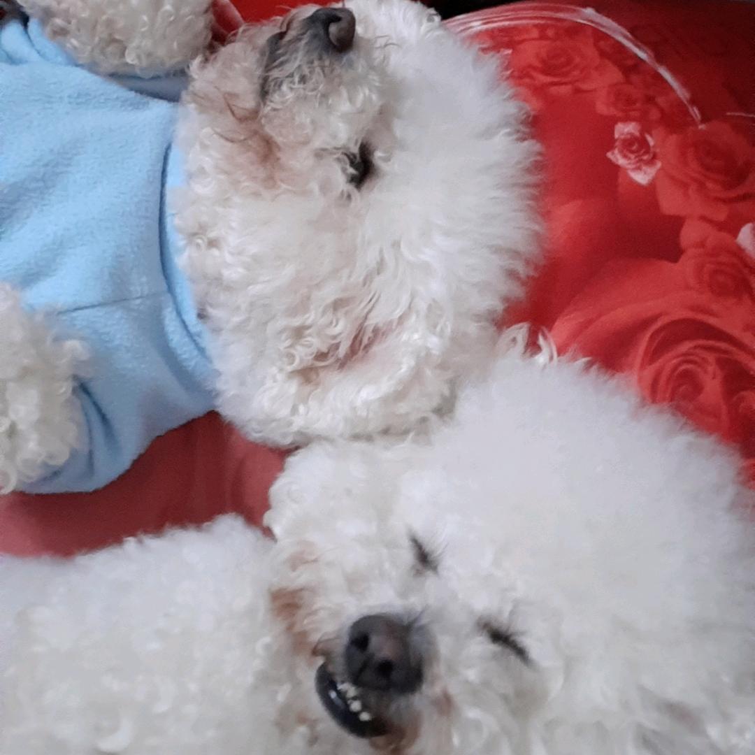 怀特先生和艾斯科琳小姐