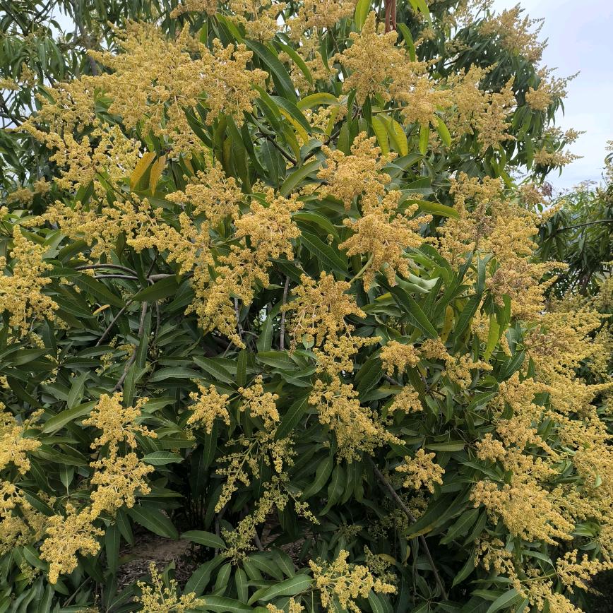 彭中花