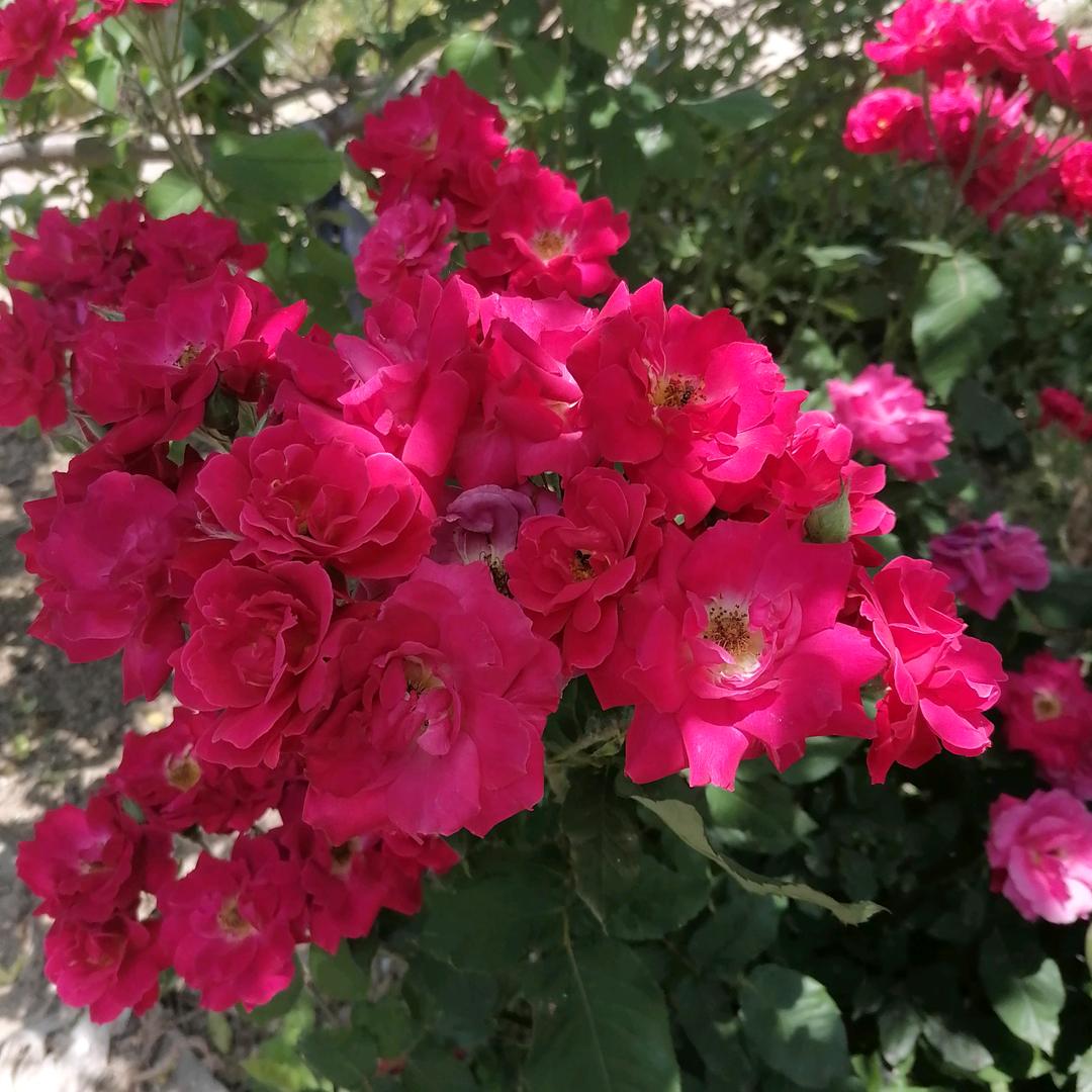 农村刘哥（太和）