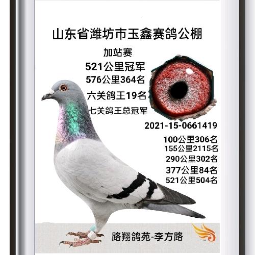 路翔鸽苑-李方路