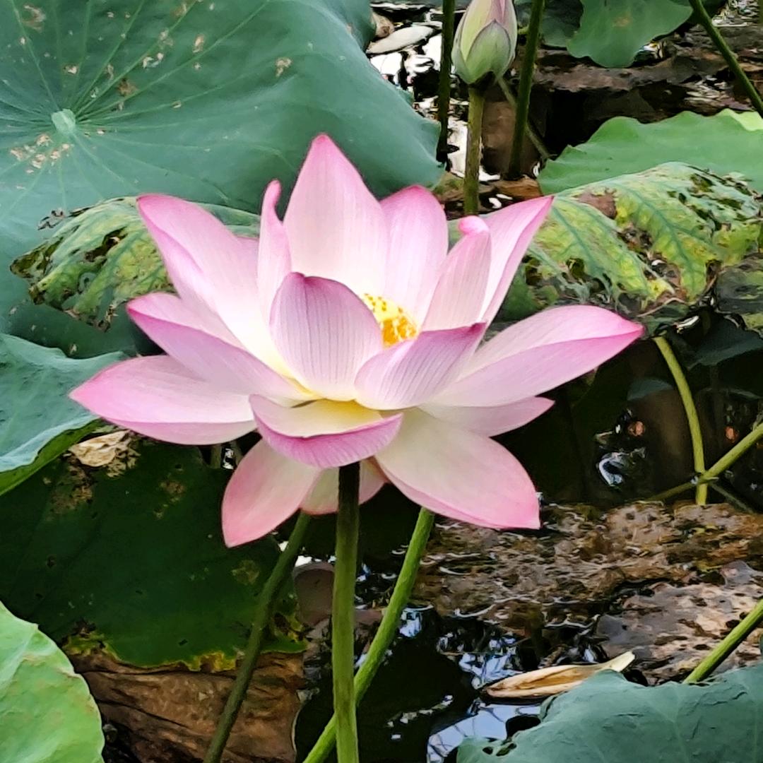 红