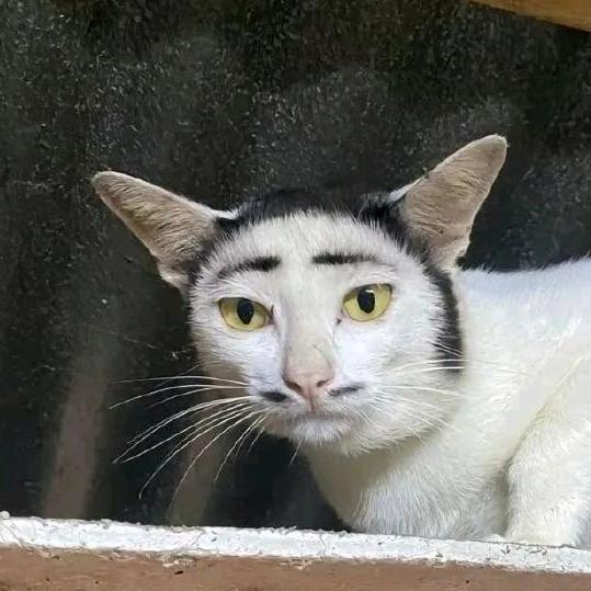 牛皮筋
