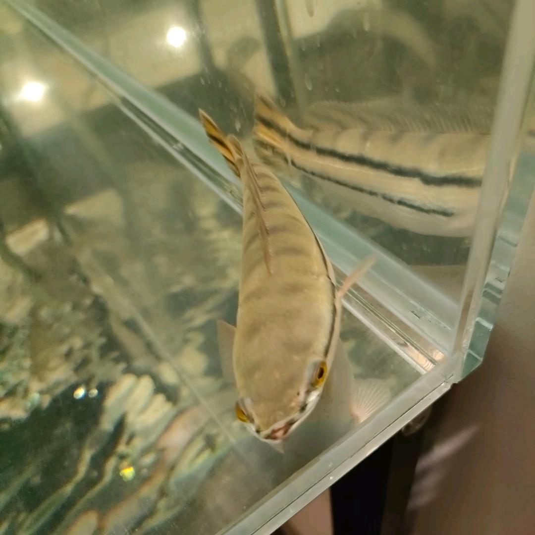 彤和他的猛鱼🐟