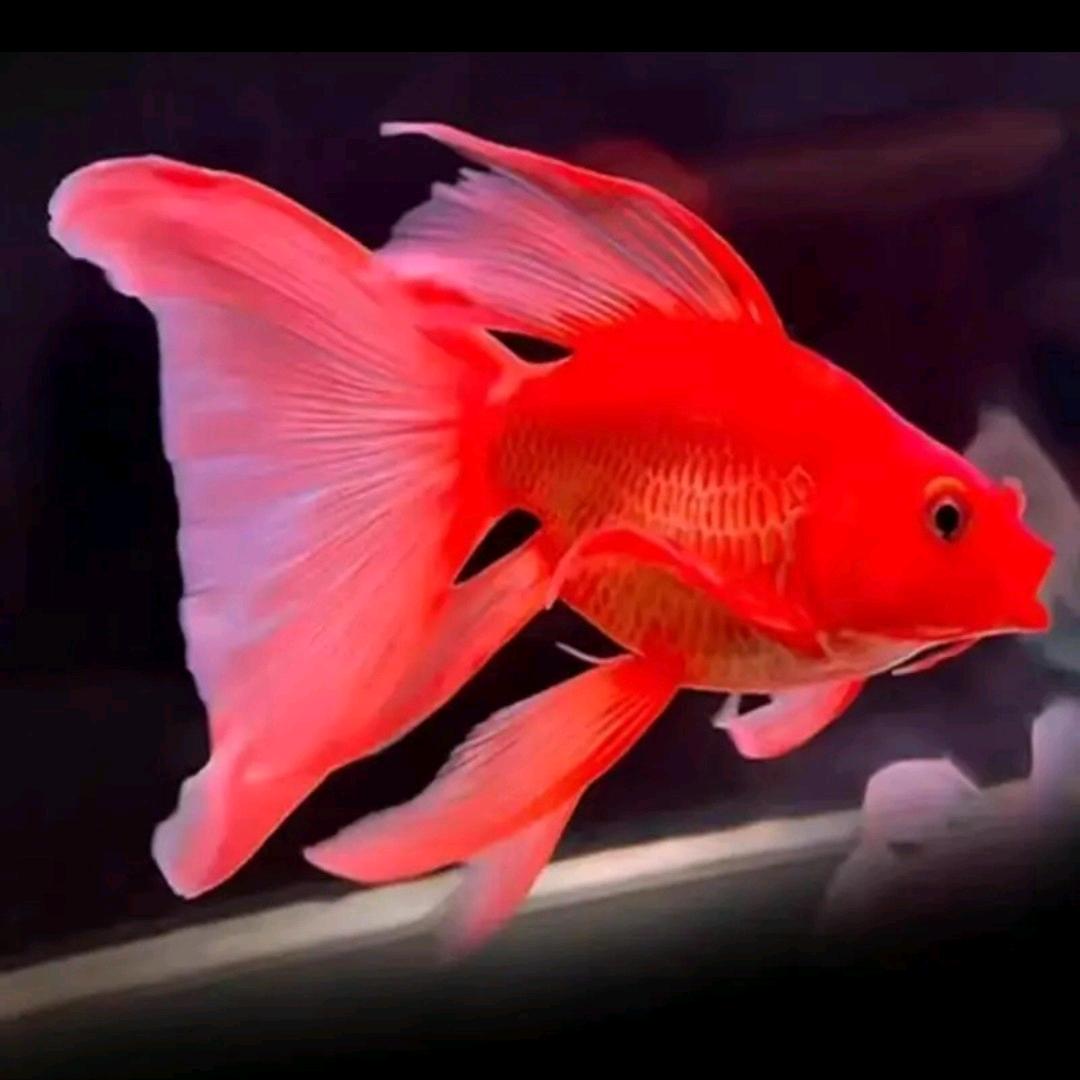 夏日利禾农庄渔场