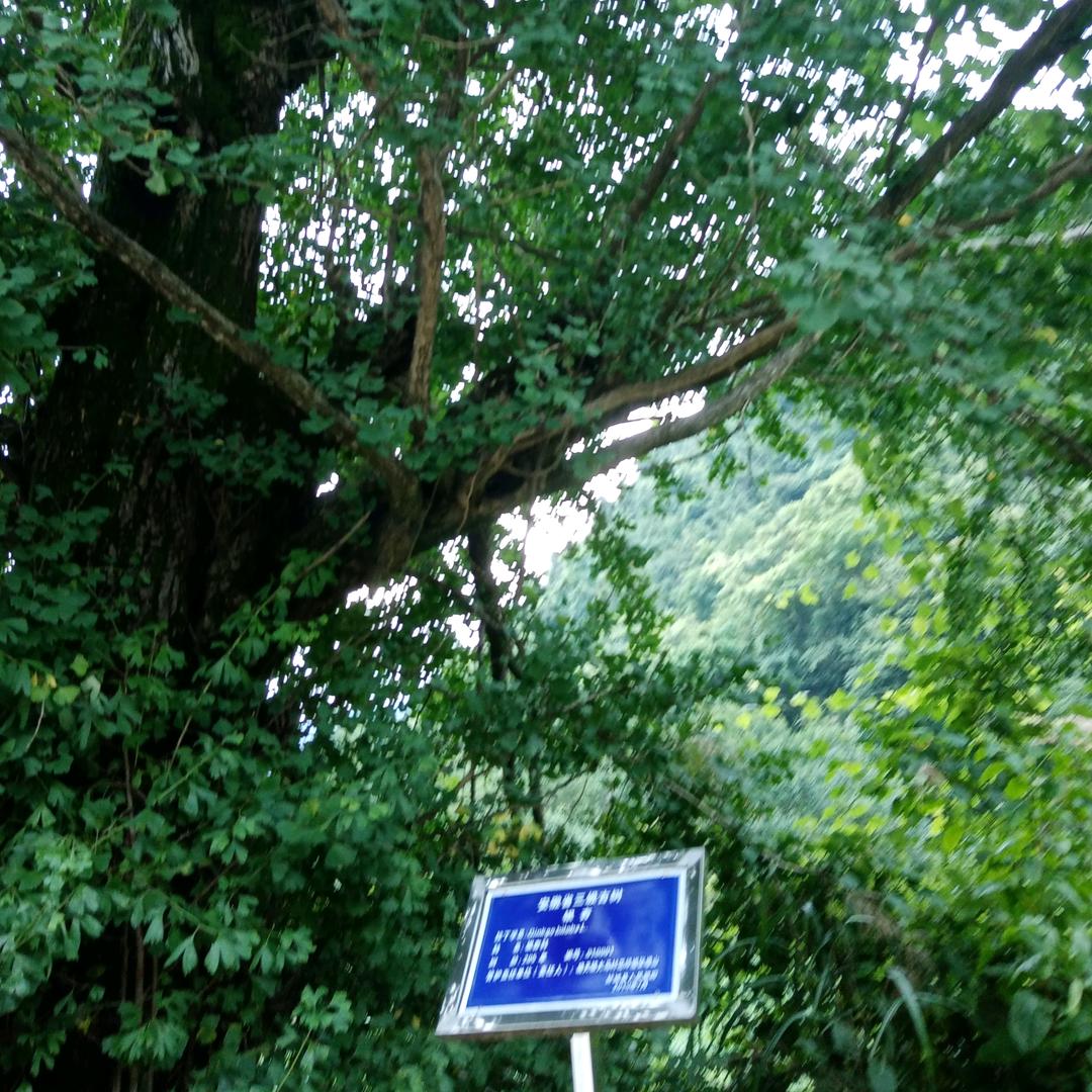 明月清风