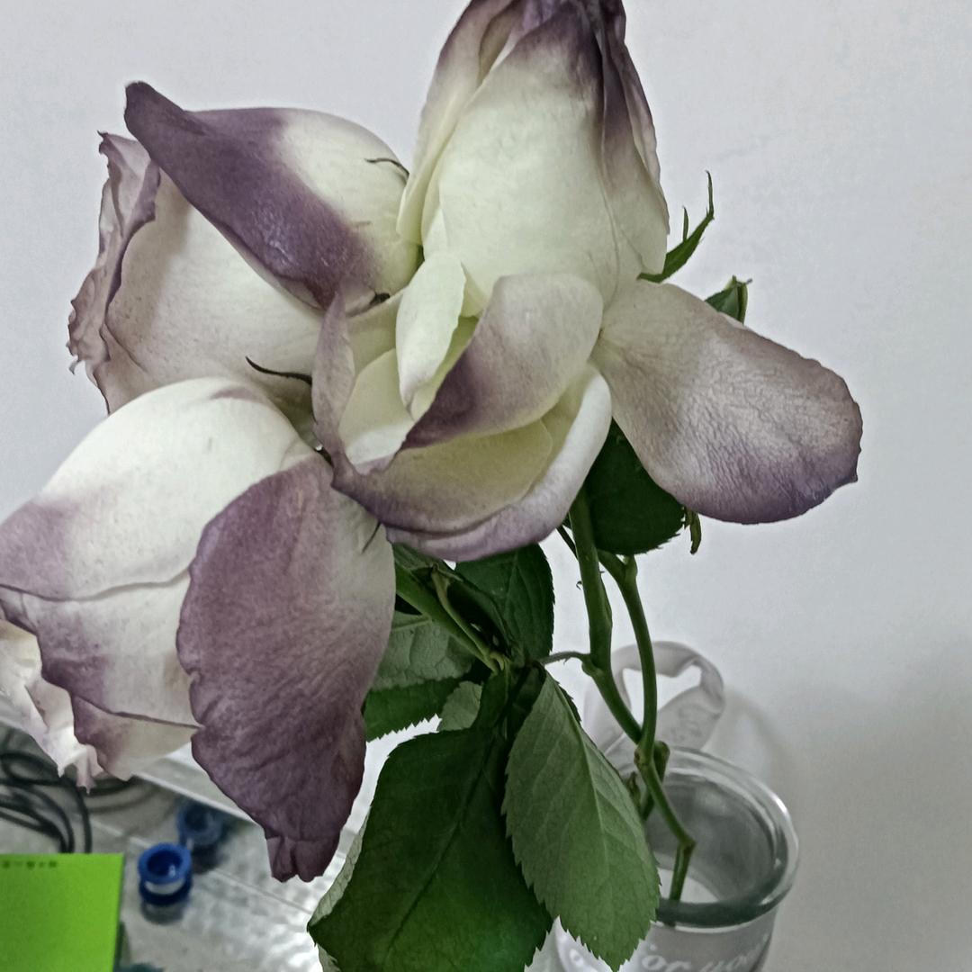 快乐✧٩(ˊωˋ*)و✧