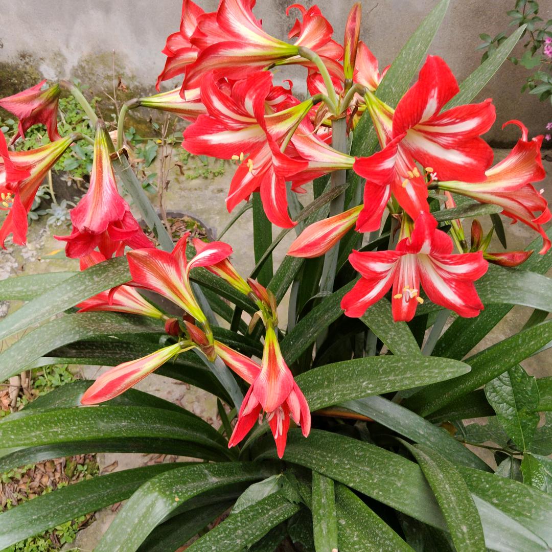 【蓉城】一个人