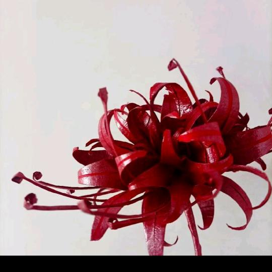 ҉《一花一世界》