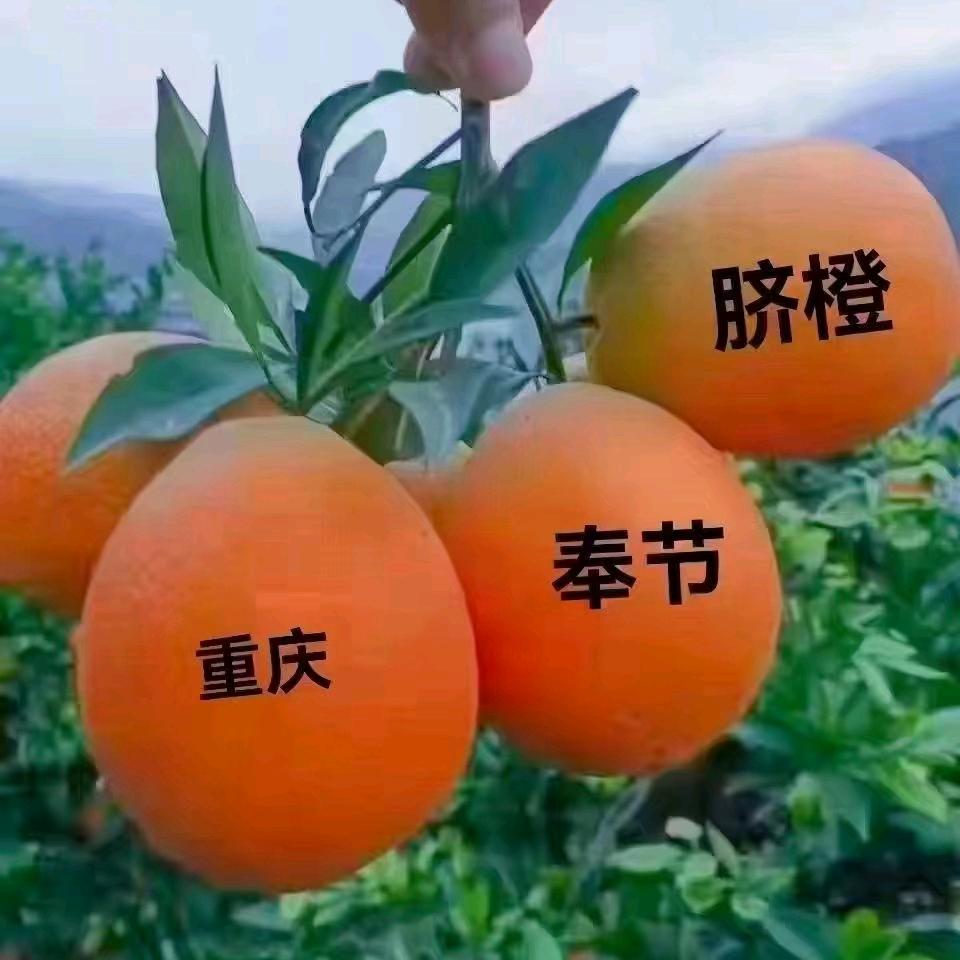缪点平代收脐橙