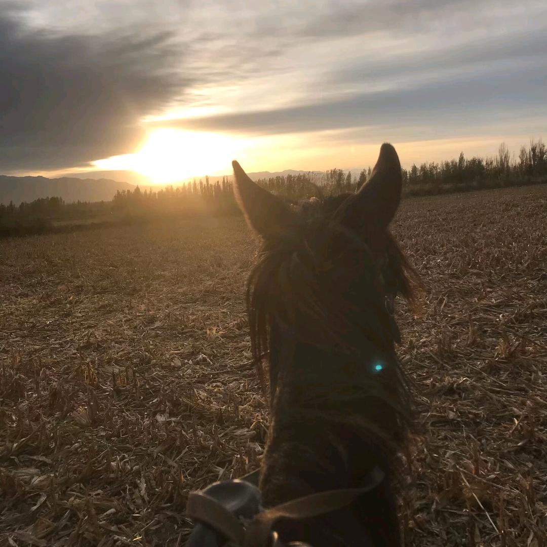 🐴爱骑马的亮亮🐴