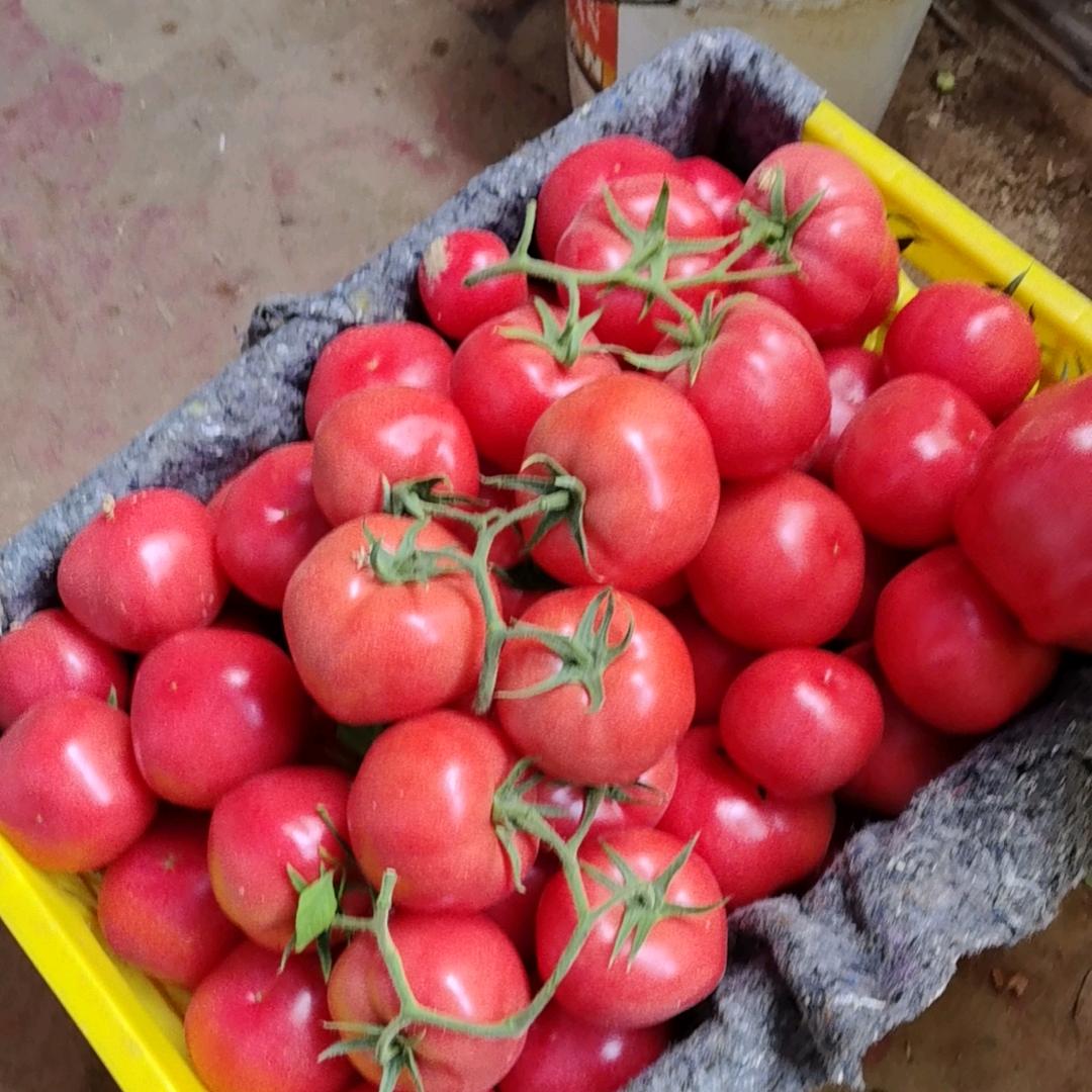 娟娟果蔬，全国代收代发