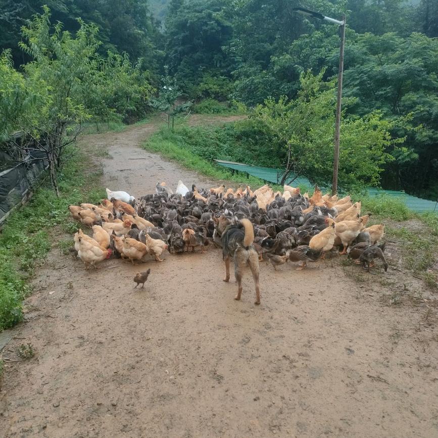 欧阳大自然农场