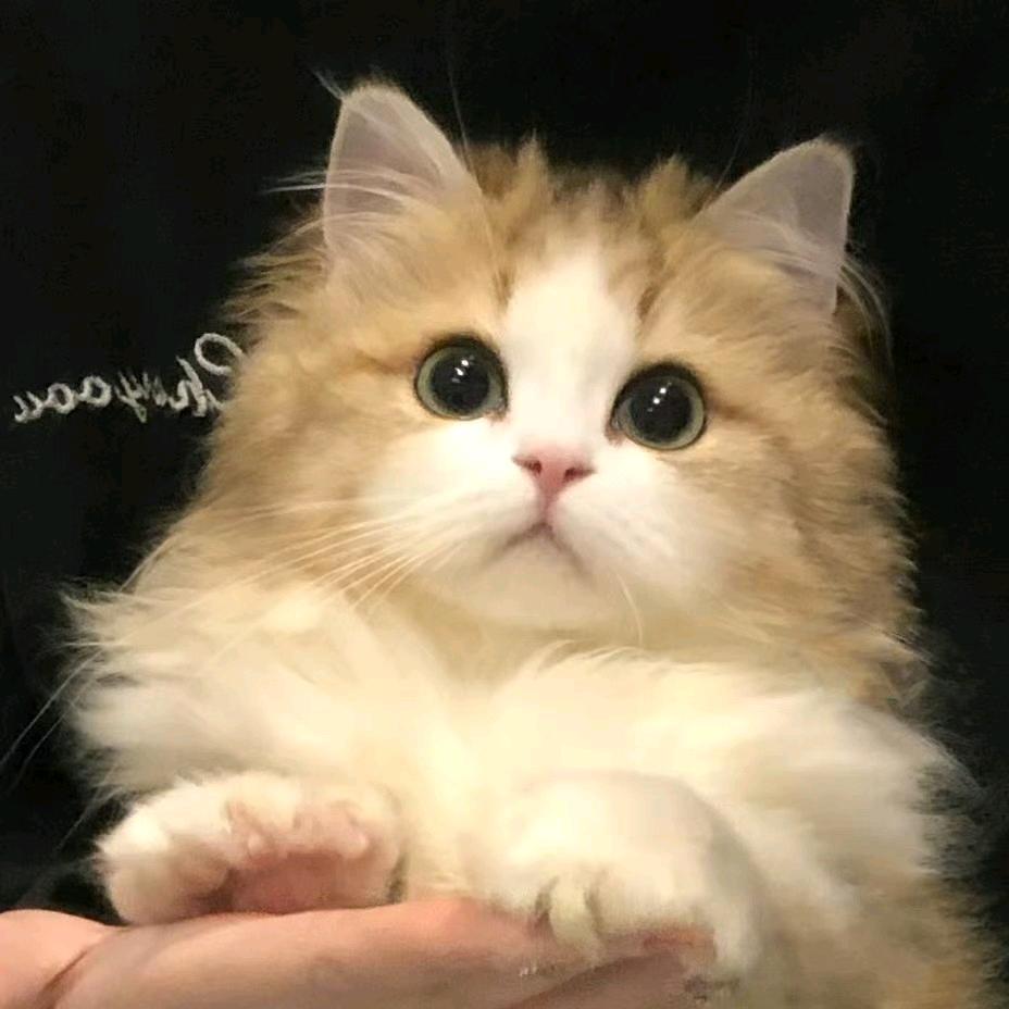 摆烂小李