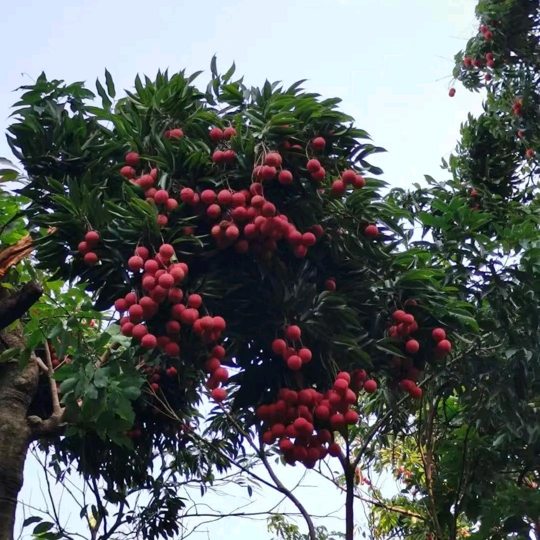 诗情画意