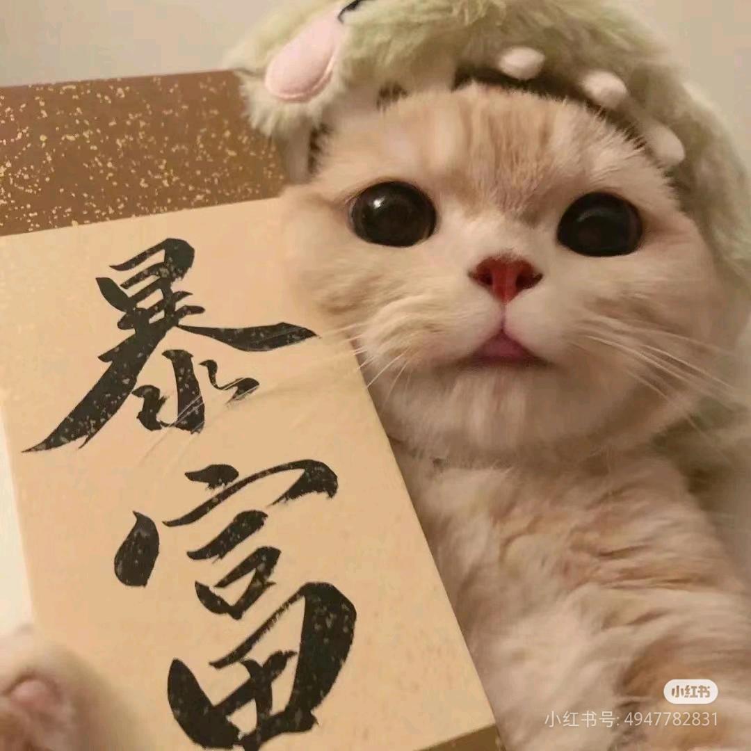 舒宝与TIMI日常！