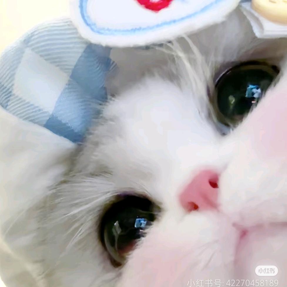 这里有只懒猪