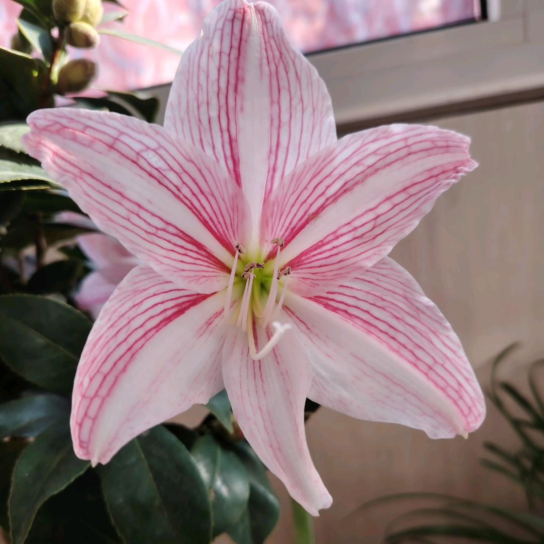 ༺🌸燕ཀྃএ᭄