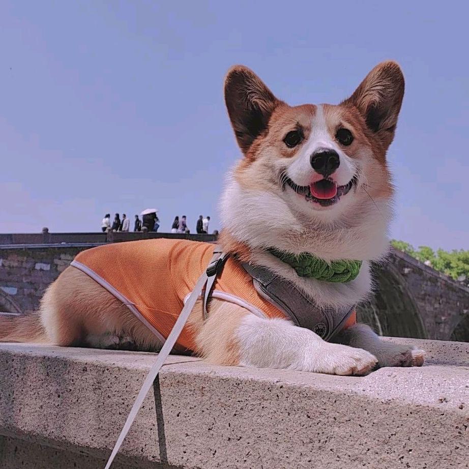 6️⃣6️⃣是只尾巴🐶