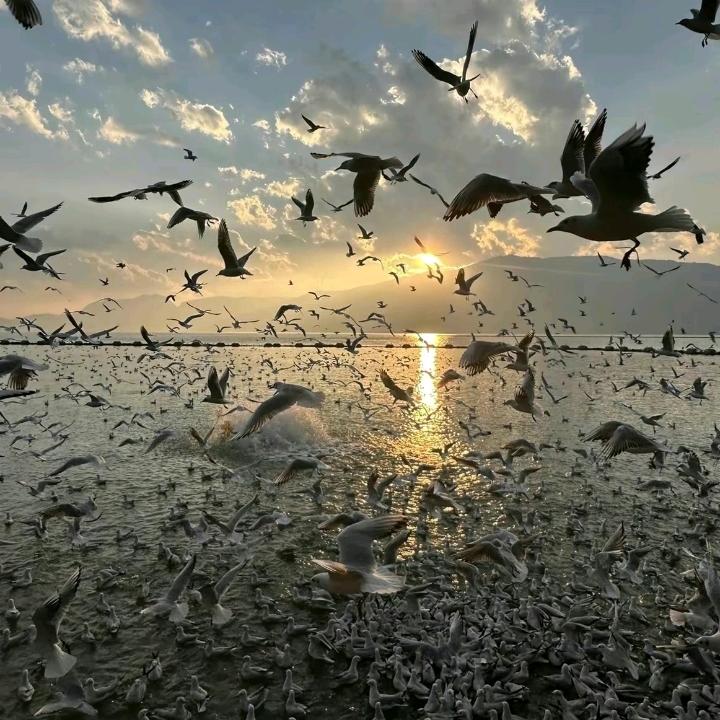 段琳莹
