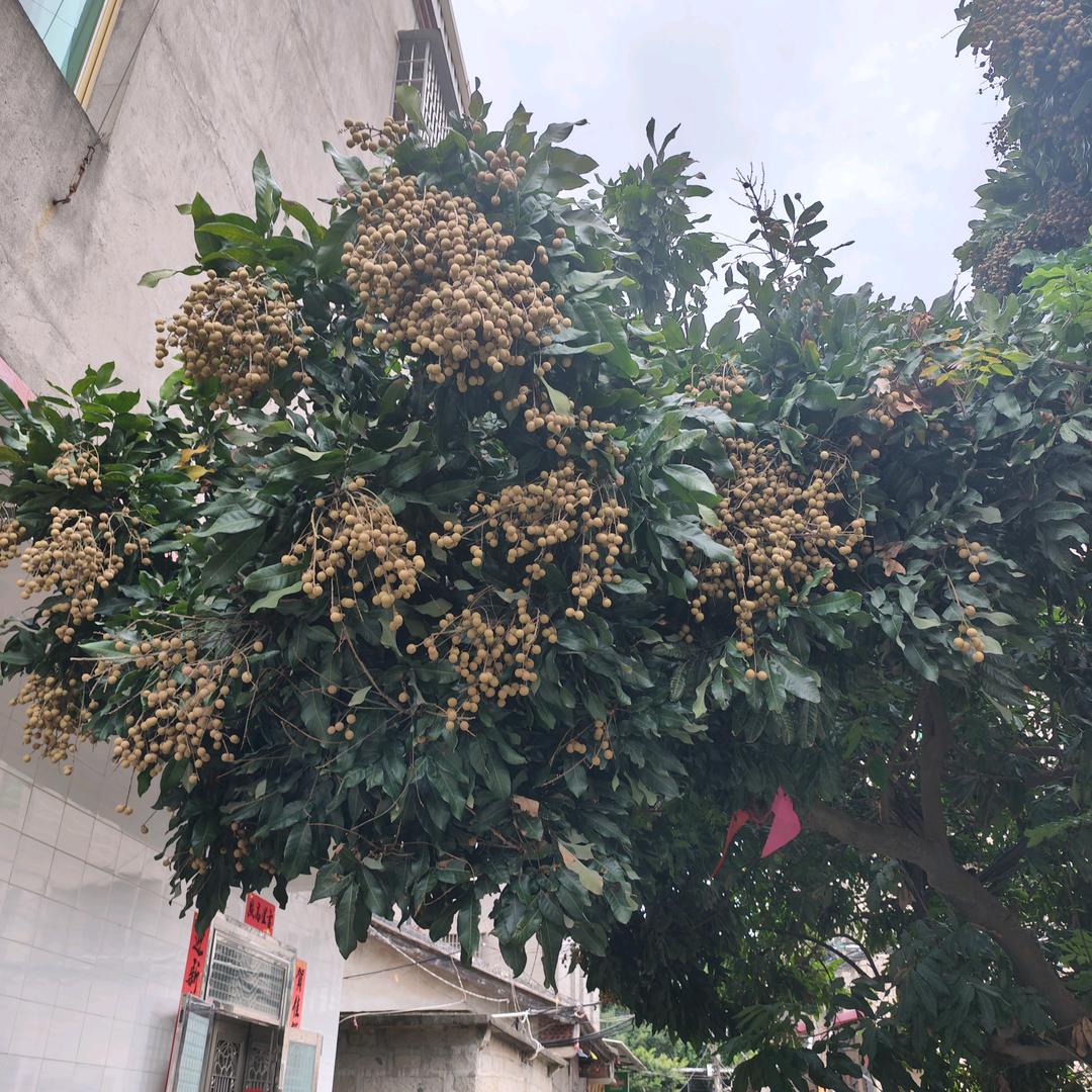 善良的虎姐姐
