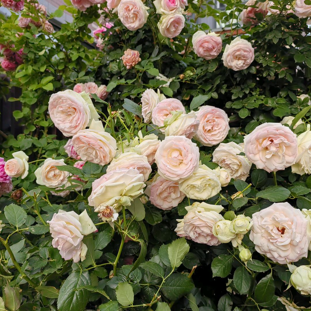 好运ঞৣ加满ღ