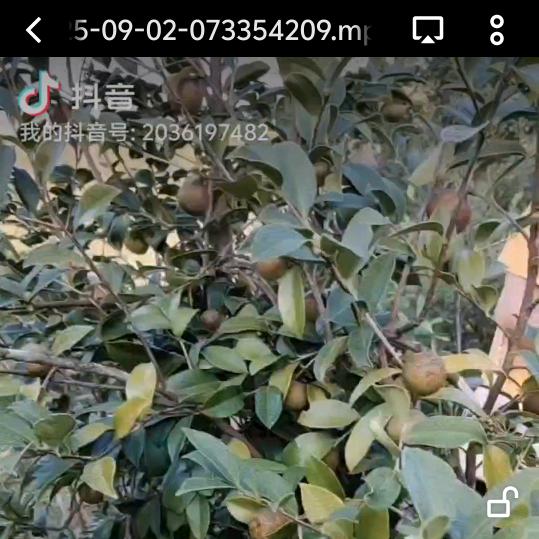 @大农村红姐