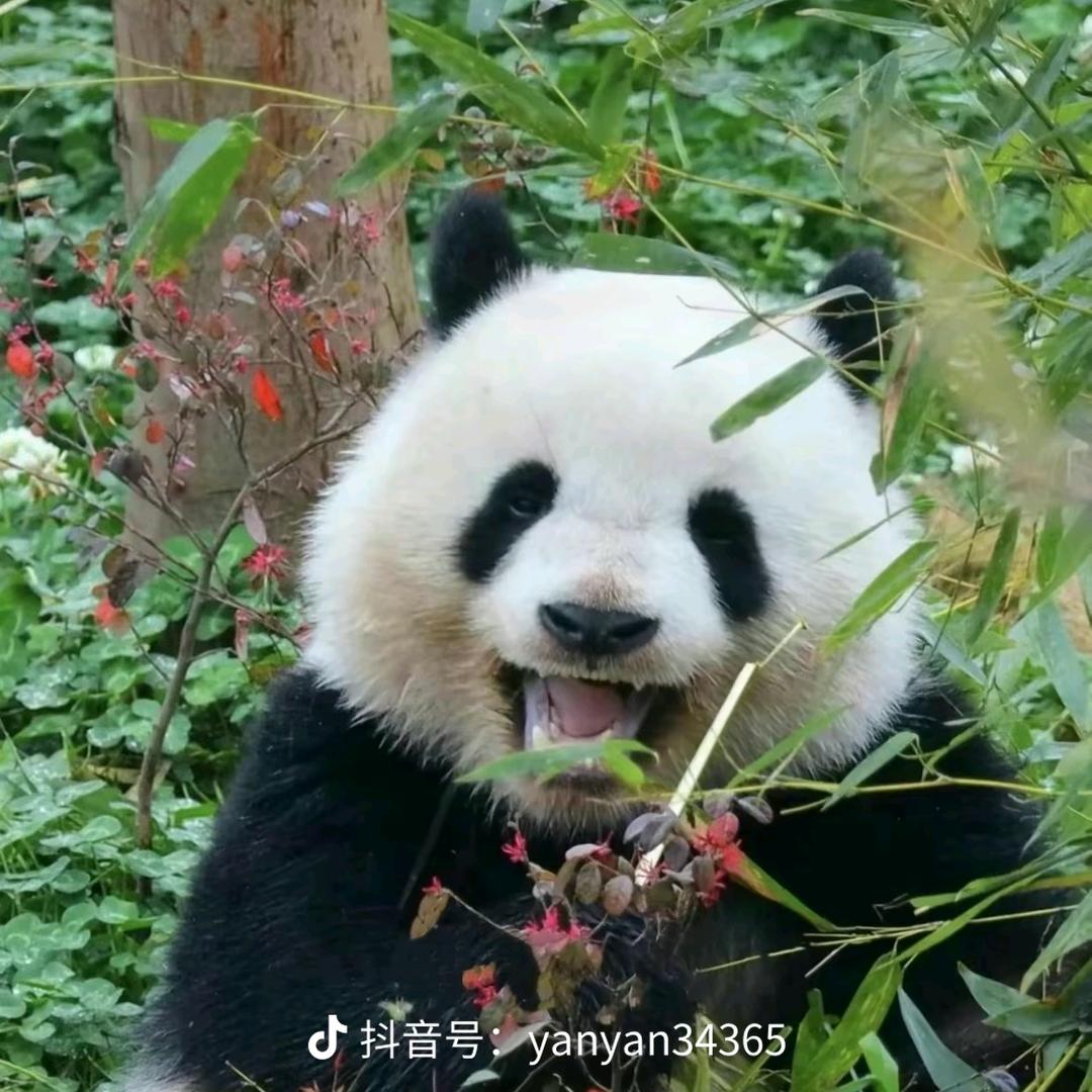 熊猫宝贝宝力吖和流浪狗们