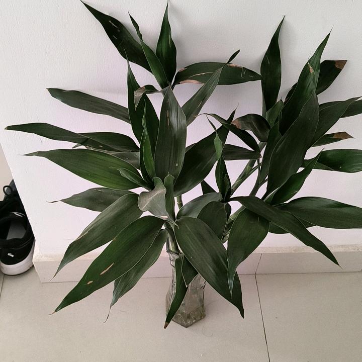 柒米油盐