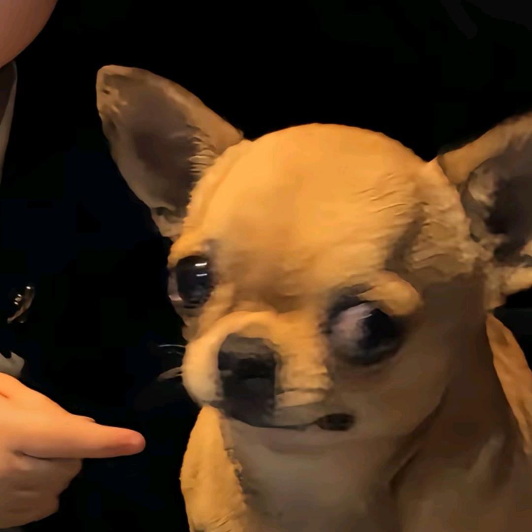 蕾丝逗猫棒