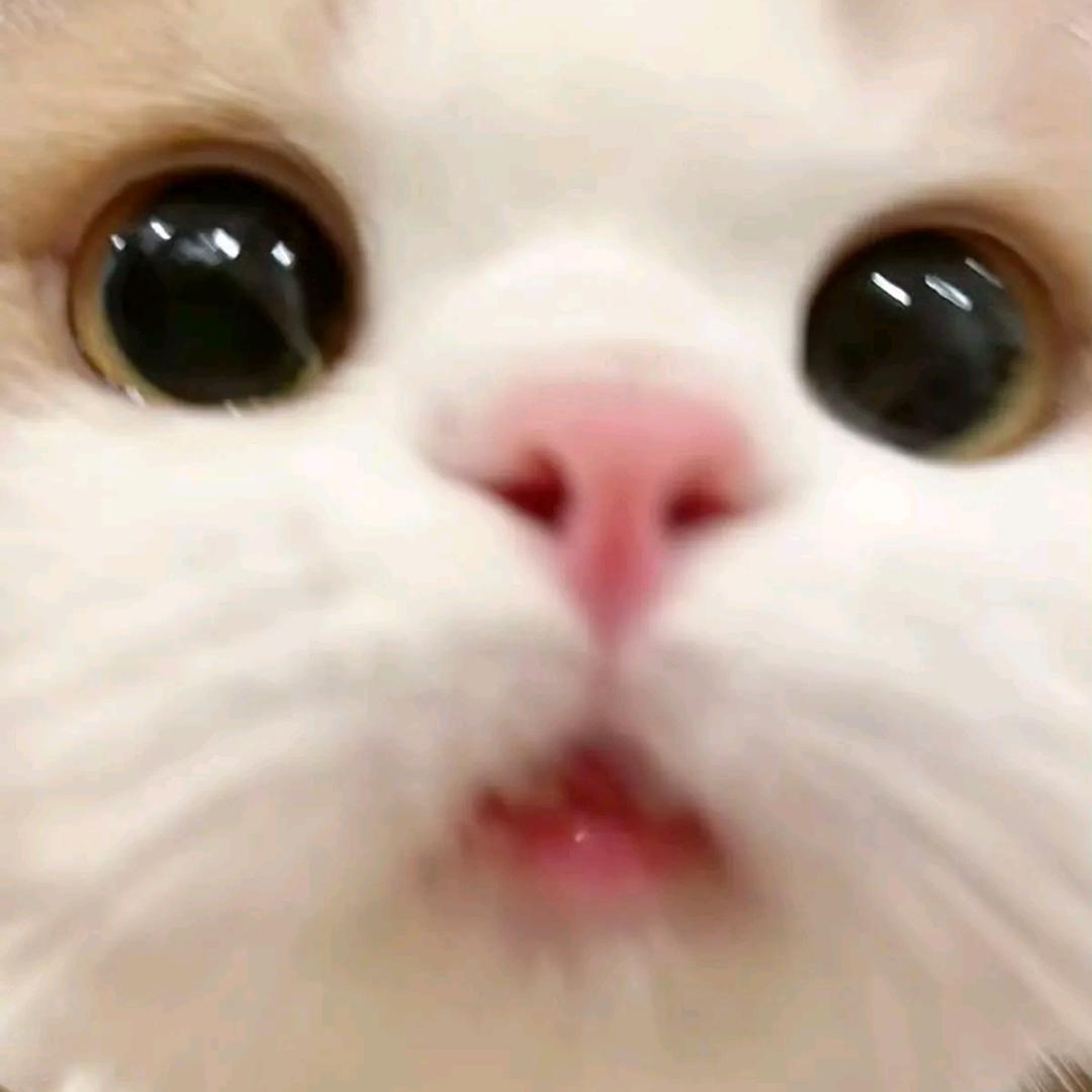 又题秋山独眺图