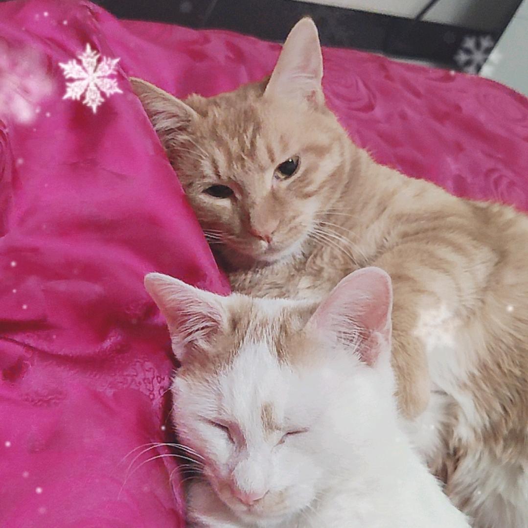 招财进宝成长记