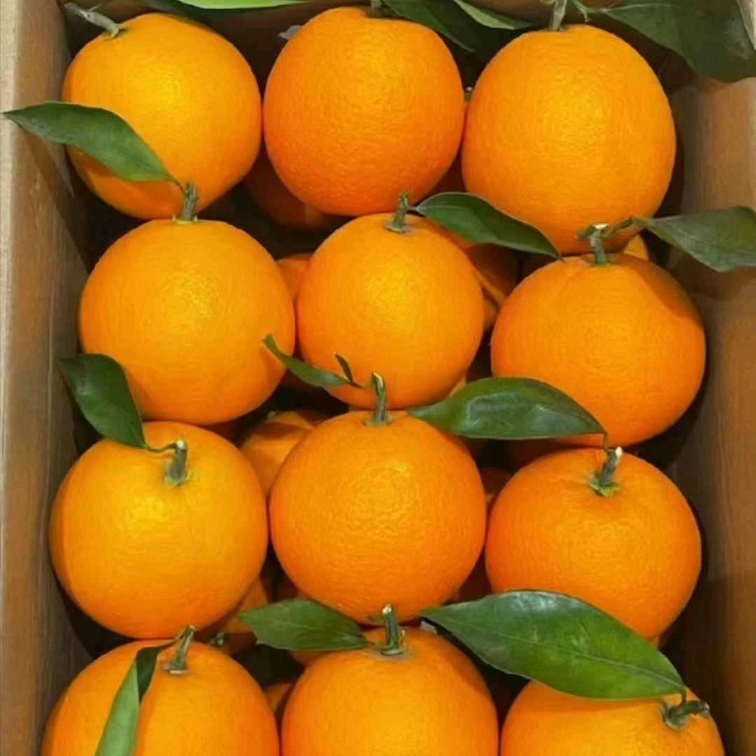 骑着蜗牛闯红灯（赣南脐橙）