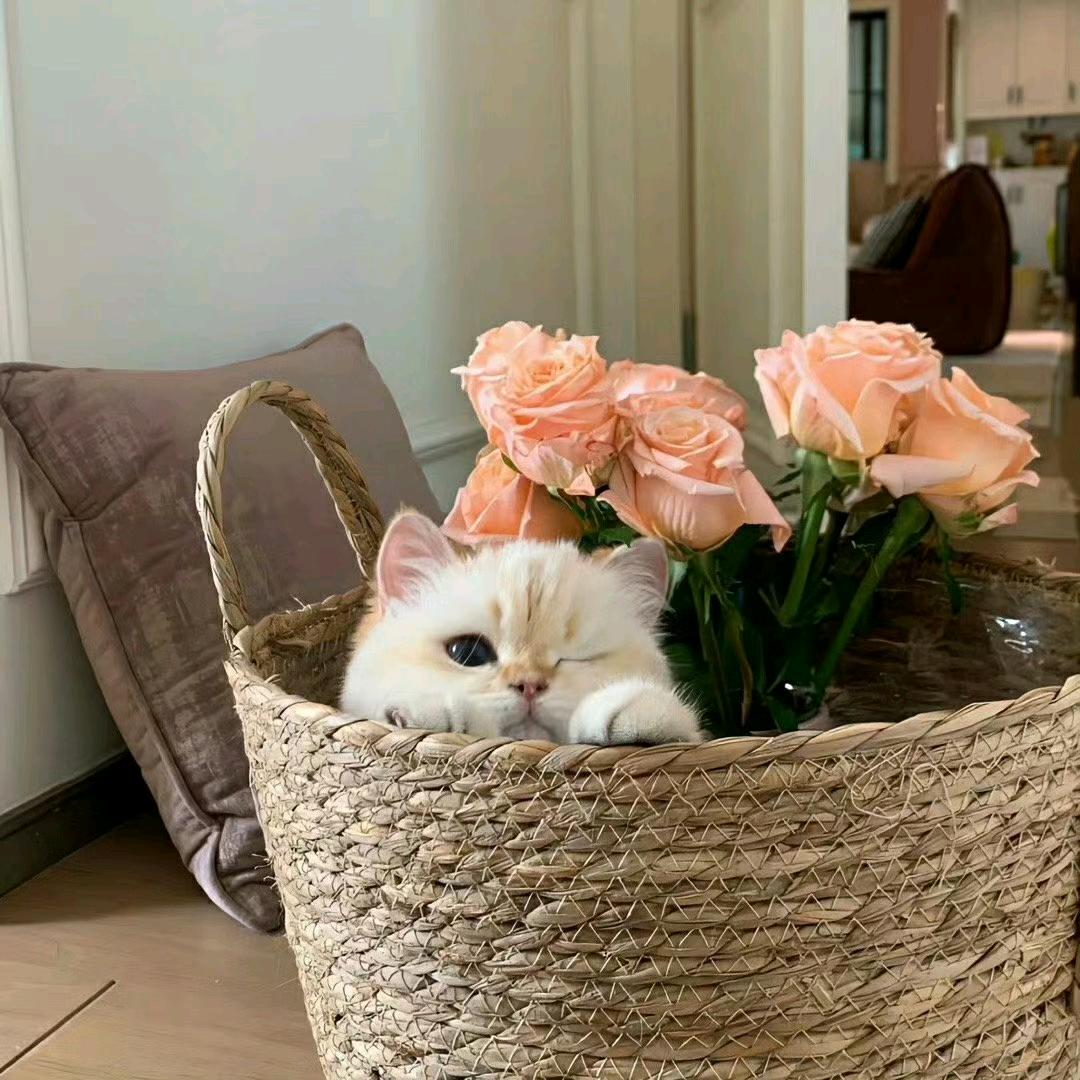 哇啊，我爱美女