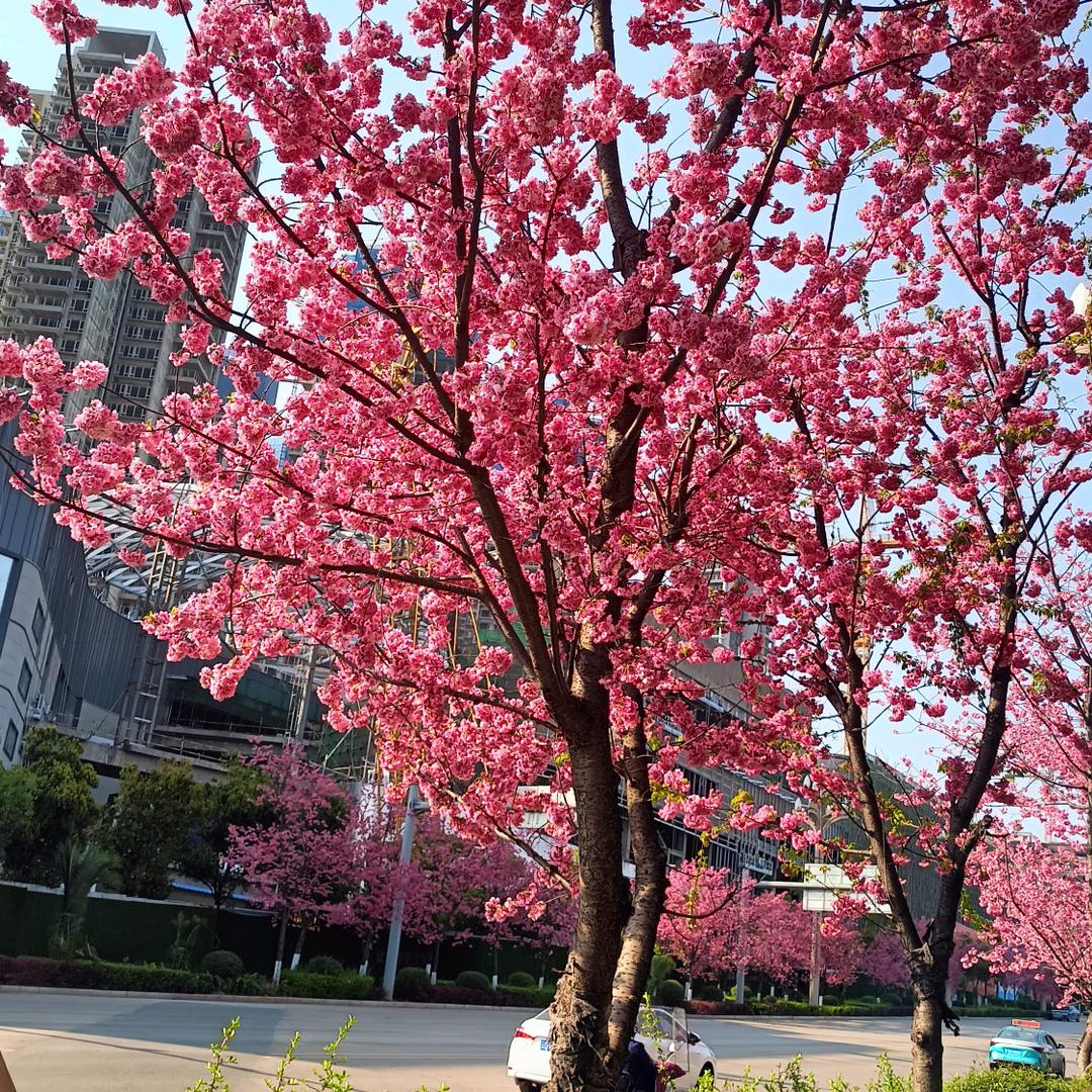 冬天的雪花飘