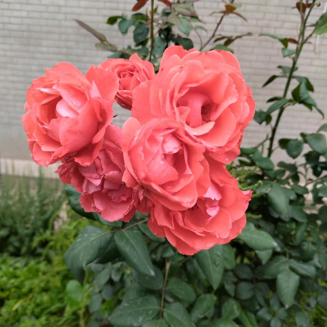 💞᭄输在🍀珍惜꧔ꦿꦿ᪲💞