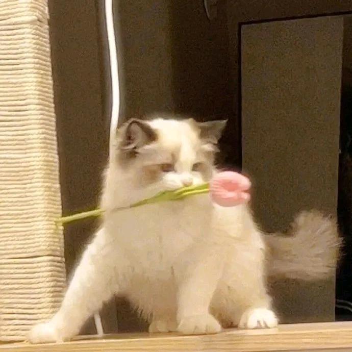 杨花落尽子规啼