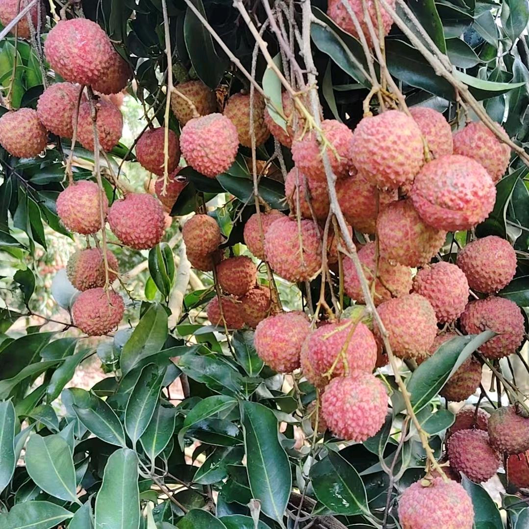 七月初四