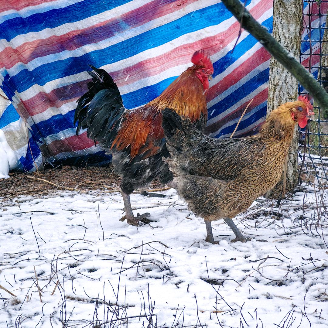 桂林生态养殖… 阿海