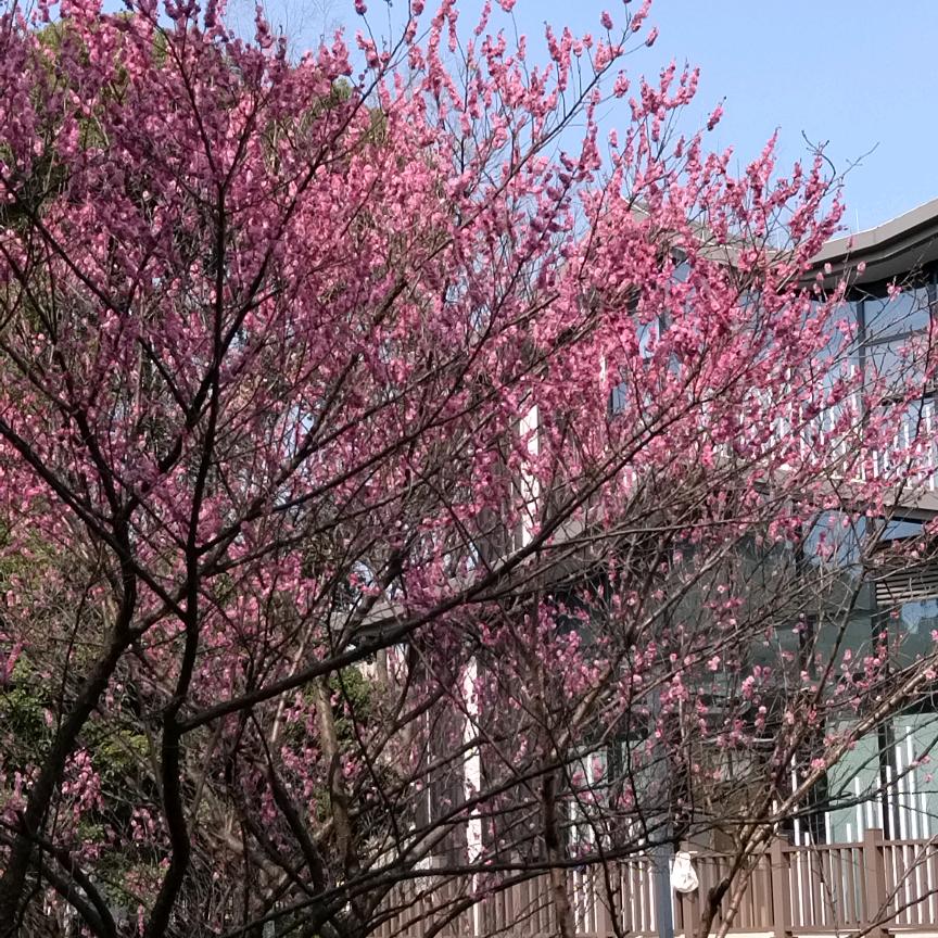 平安是福