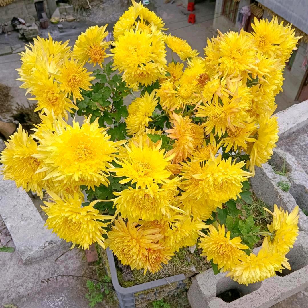 许丙芬