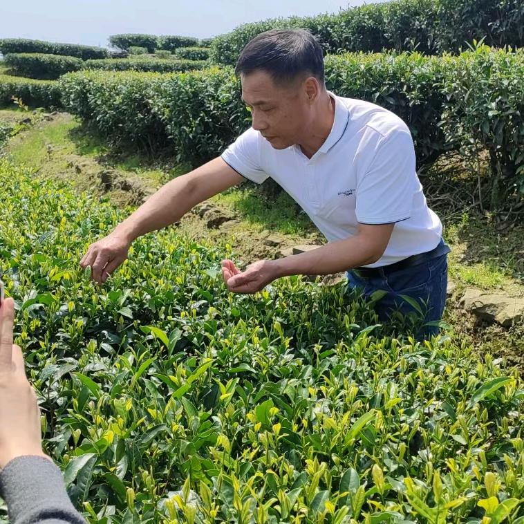 茗鬆🍵茶韵cy