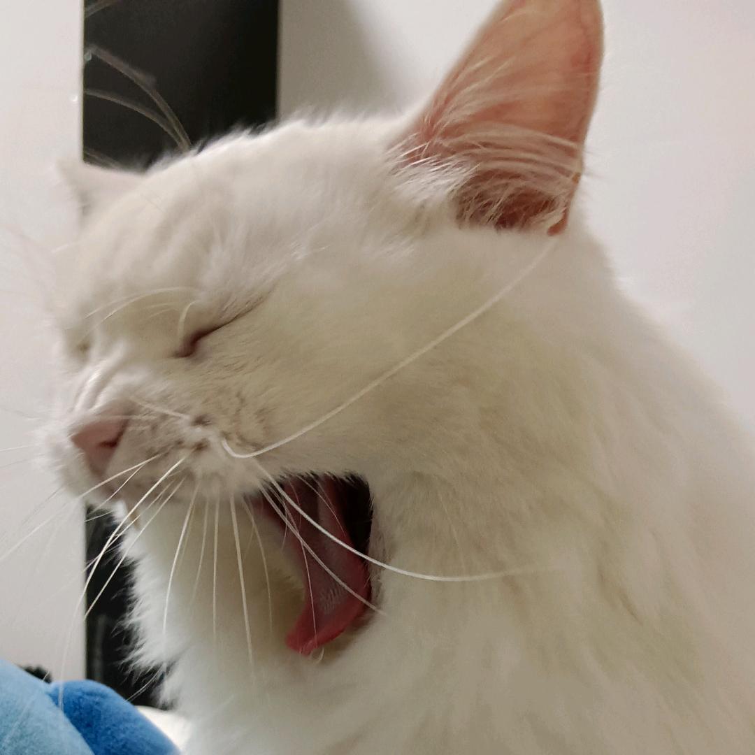 三鹿奶粉拌香菜