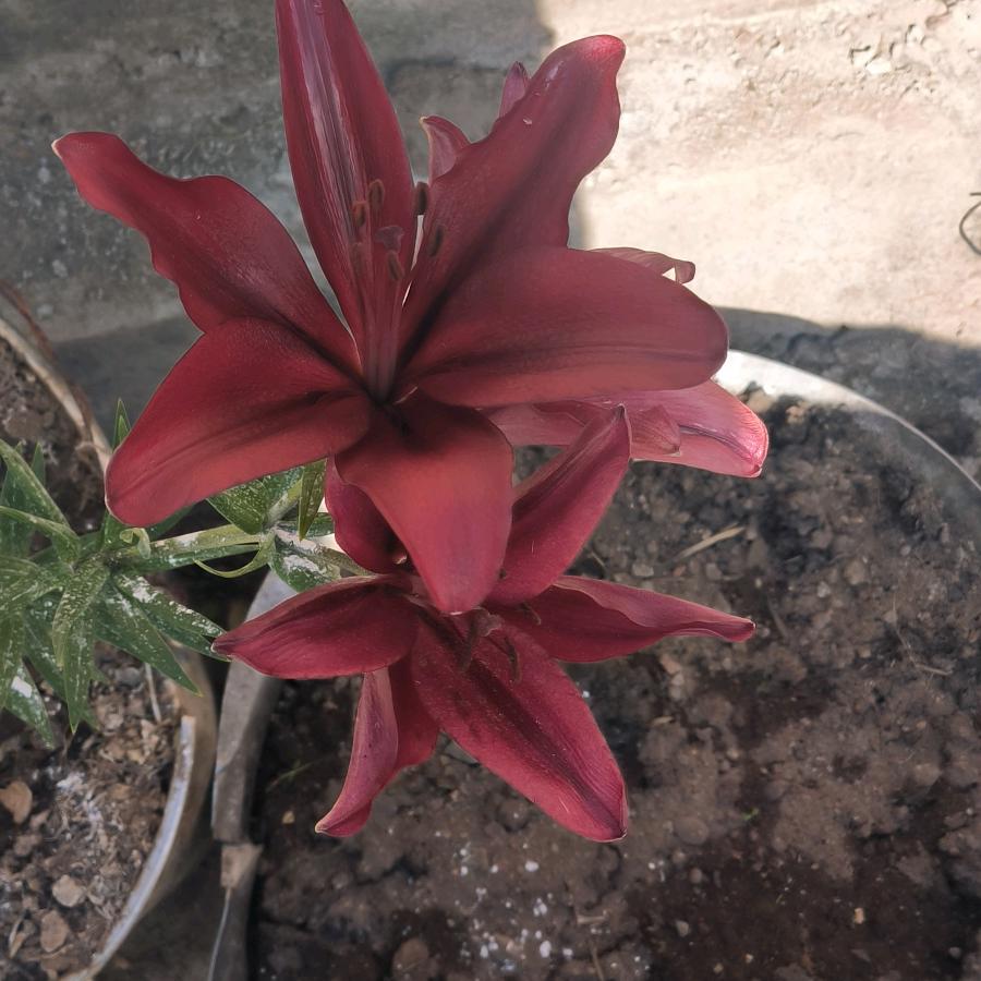 失约与月光